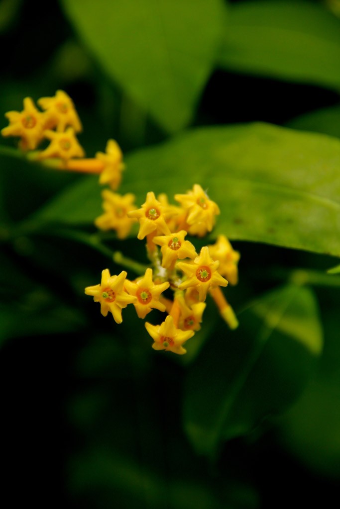 San Antonio Botanical Gardens