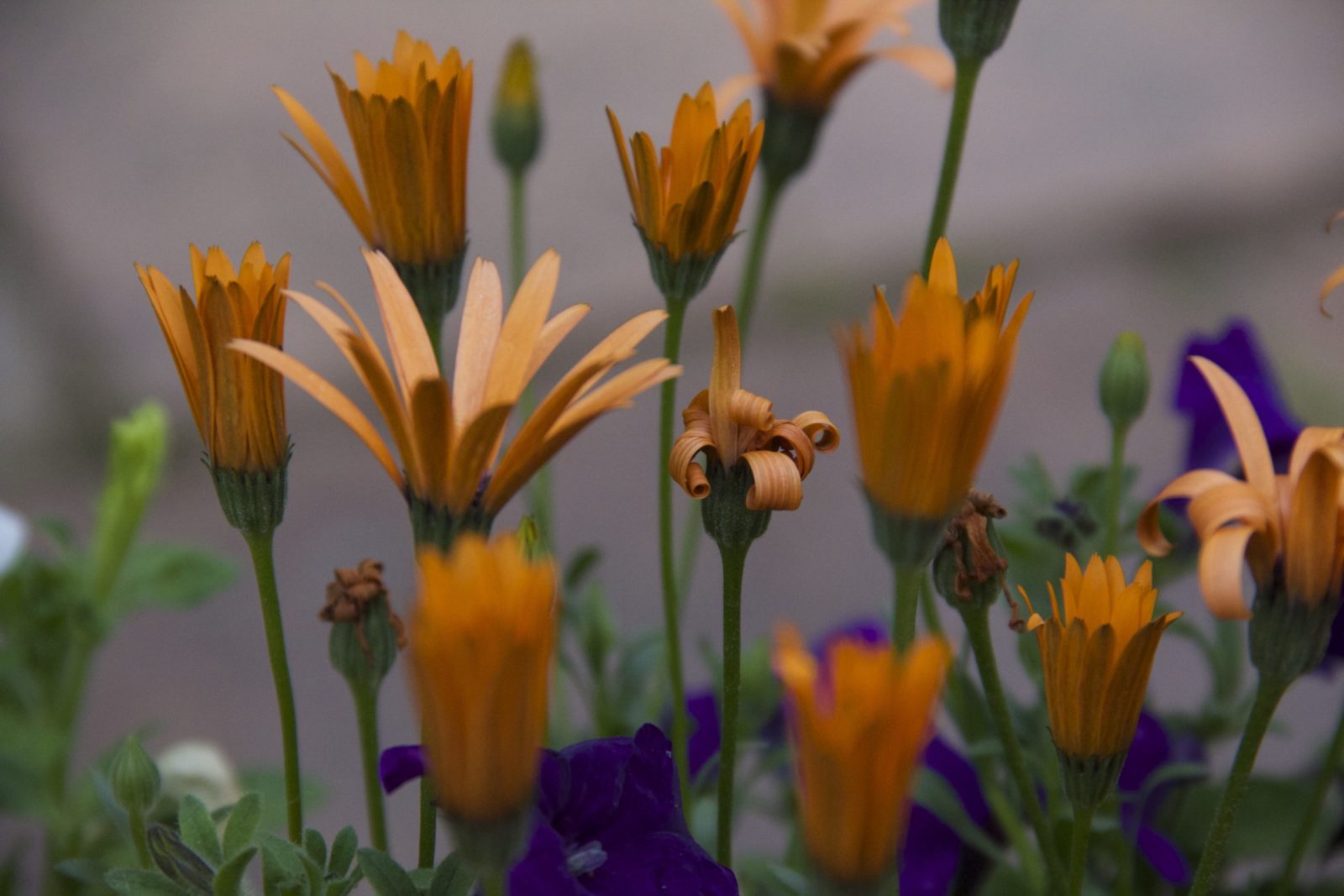 Mountain Wildflowers